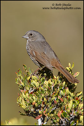 Fox Sparrow (Passerella iliaca)