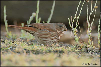 Fox Sparrow (Passerella iliaca)