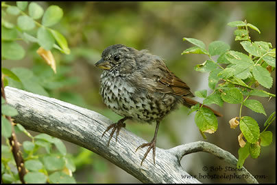 Fox Sparrow (Passerella iliaca)