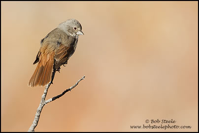 Fox Sparrow (Passerella iliaca)