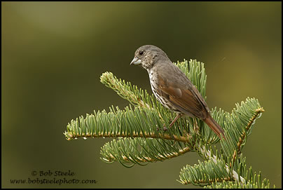 Fox Sparrow (Passerella iliaca)