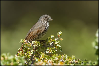 Fox Sparrow (Passerella iliaca)