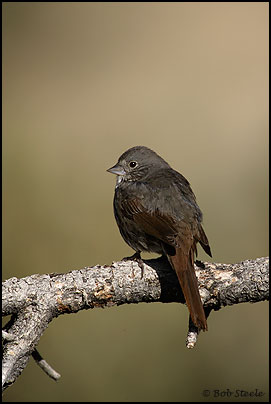 Fox Sparrow (Passerella iliaca)