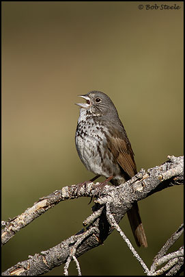Fox Sparrow (Passerella iliaca)