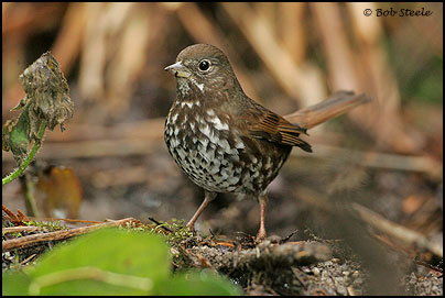 Fox Sparrow (Passerella iliaca)