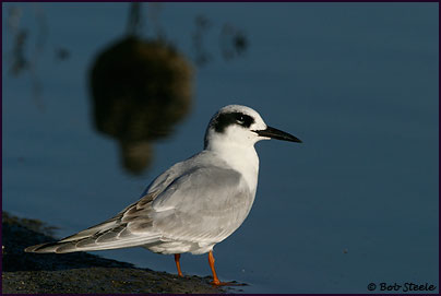 Forster's Tern (Sterna forsteri)