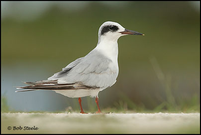 Forster's Tern (Sterna forsteri)