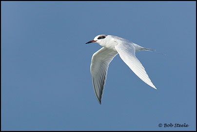Forster's Tern (Sterna forsteri)