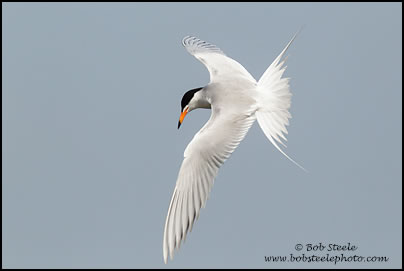 Forster's Tern (Sterna forsteri)