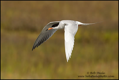 Forster's Tern (Sterna forsteri)