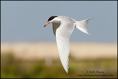 Forster's Tern (Sterna forsteri)