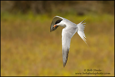 Forster's Tern (Sterna forsteri)