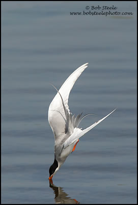 Forster's Tern (Sterna forsteri)