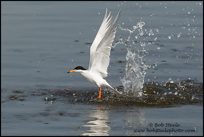 Forster's Tern (Sterna forsteri)