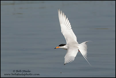 Forster's Tern (Sterna forsteri)