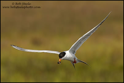 Forster's Tern (Sterna forsteri)
