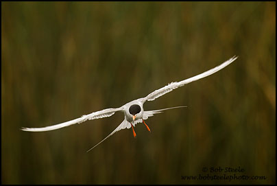 Forster's Tern (Sterna forsteri)