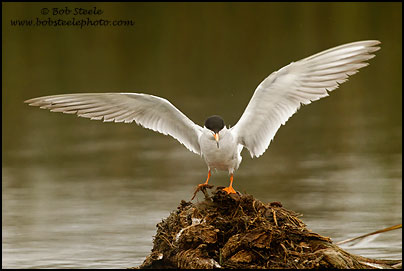Forster's Tern (Sterna forsteri)