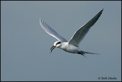 Forster's Tern (Sterna forsteri)