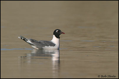 Franklin's Gull (Larus pipixcan)