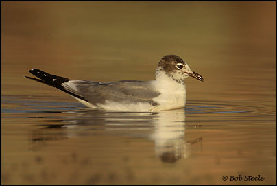 Franklin's Gull (Larus pipixcan)