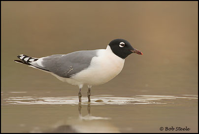 Franklin's Gull (Larus pipixcan)