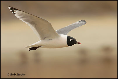 Franklin's Gull (Larus pipixcan)
