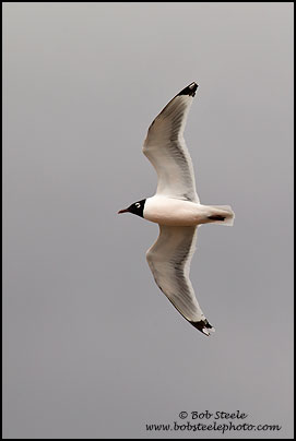 Franklin's Gull (Larus pipixcan)