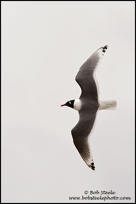 Franklin's Gull (Larus pipixcan)