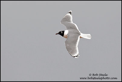 Franklin's Gull (Larus pipixcan)