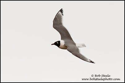 Franklin's Gull (Larus pipixcan)