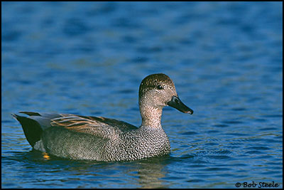 Gadwall (Anas strepera)