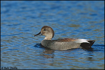 Gadwall (Anas strepera)