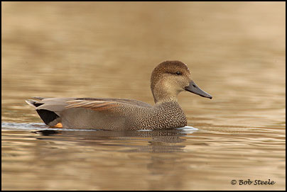 Gadwall (Anas strepera)