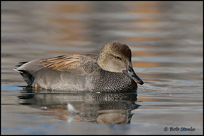 Gadwall (Anas strepera)