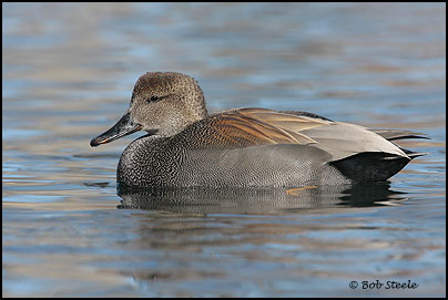 Gadwall (Anas strepera)