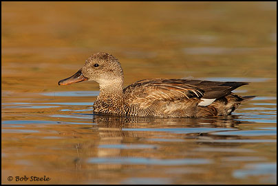 Gadwall (Anas strepera)