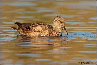 Gadwall (Anas strepera)