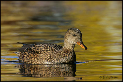 Gadwall (Anas strepera)