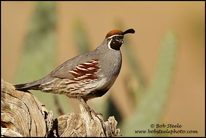 Gambel's Quail (Callipepla gambelii)