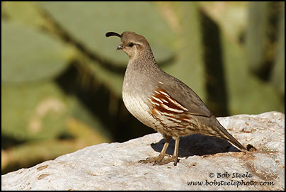 Gambel's Quail (Callipepla gambelii)