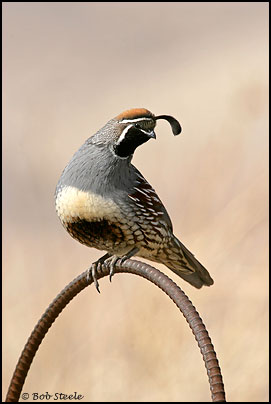 Gambel's Quail (Callipepla gambelii)