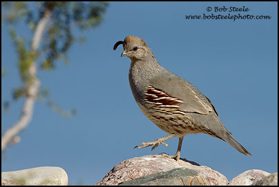 Gambel's Quail (Callipepla gambelii)