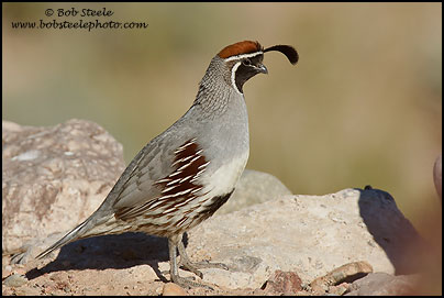 Gambel's Quail (Callipepla gambelii)