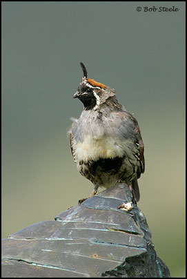 Gambel's Quail (Callipepla gambelii)