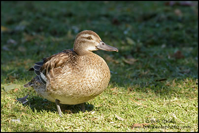 Garganey (Anas querquedula)