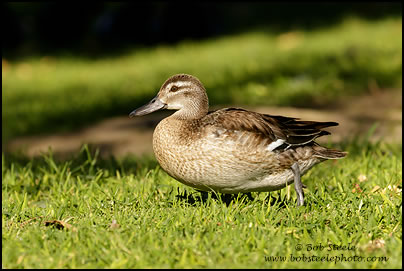 Garganey (Anas querquedula)