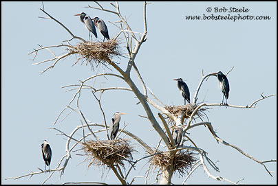 Great Blue Heron (Ardea herodias)