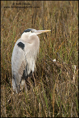 Great Blue Heron (Ardea herodias)