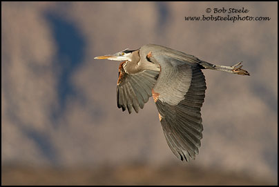 Great Blue Heron (Ardea herodias)